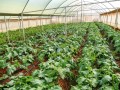 Greenhouses for Nyumbani Village