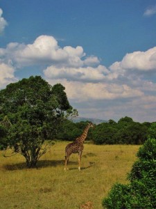 Masai Marro Area - Kenya